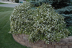 Abbotswood Potentilla (Potentilla fruticosa 'Abbotswood') at Lurvey Garden Center