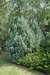 Wichita Blue Juniper (Juniperus scopulorum 'Wichita Blue') at Make It Green Garden Centre