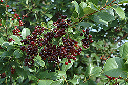 Chokecherry (Prunus virginiana) at Make It Green Garden Centre