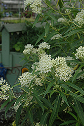 Ice Ballet Milkweed (Asclepias incarnata 'Ice Ballet') at Make It Green Garden Centre