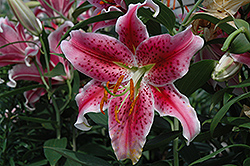 Stargazer Lily (Lilium 'Stargazer') at Lurvey Garden Center