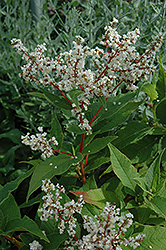 White Fleeceflower (Persicaria polymorpha) at Make It Green Garden Centre