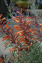 Sunset Hyssop (Agastache rupestris) at Lurvey Garden Center