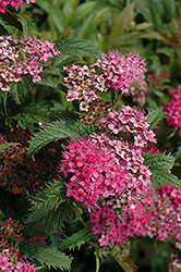 Crispa Spirea (Spiraea x bumalda 'Crispa') at Make It Green Garden Centre