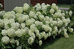 Annabelle Hydrangea (Hydrangea arborescens 'Annabelle') at Lurvey Garden Center