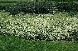 Variegated Bishop's Goutweed (Aegopodium podagraria 'Variegata') at Make It Green Garden Centre