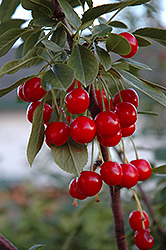 Evans Cherry (Prunus 'Evans') at Make It Green Garden Centre