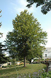 Celebration Maple (Acer x freemanii 'Celebration') at Lurvey Garden Center