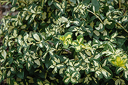 Moonshadow Wintercreeper (Euonymus fortunei 'Moonshadow') at Lurvey Garden Center