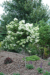 Pink Diamond Hydrangea (tree form) (Hydrangea paniculata 'Pink Diamond (tree form)') at Make It Green Garden Centre