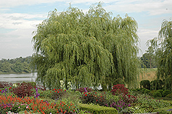 Golden Weeping Willow (Salix alba 'Tristis') at Make It Green Garden Centre
