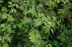 Cutleaf Stephanandra (Stephanandra incisa 'Crispa') at Make It Green Garden Centre