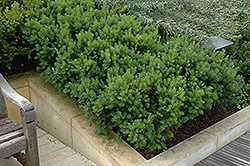 Dark Green Spreader Yew (Taxus x media 'Dark Green Spreader') at Make It Green Garden Centre