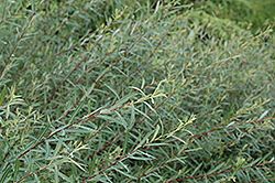 Dwarf Arctic Willow (Salix purpurea 'Nana') at Make It Green Garden Centre