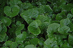 Canadian Wild Ginger (Asarum canadense) at Lurvey Garden Center