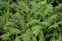 Christmas Fern (Polystichum acrostichoides) at Make It Green Garden Centre