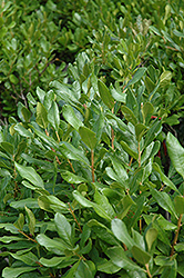 Northern Bayberry (Myrica pensylvanica) at Make It Green Garden Centre