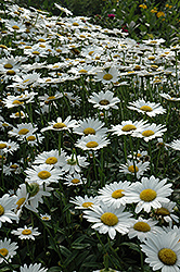 Becky Shasta Daisy (Leucanthemum x superbum 'Becky') at Make It Green Garden Centre