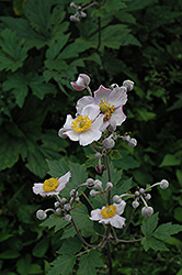 Grapeleaf Anemone (Anemone tomentosa 'Robustissima') at Lurvey Garden Center