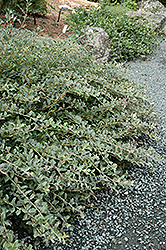 Creeping Willow (Salix repens 'var. argentea') at Make It Green Garden Centre