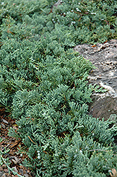 Blue Rug Juniper (Juniperus horizontalis 'Wiltonii') at Make It Green Garden Centre
