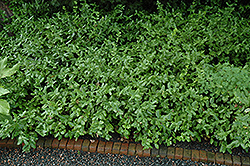 Sarcoxie Wintercreeper (Euonymus fortunei 'Sarcoxie') at Make It Green Garden Centre