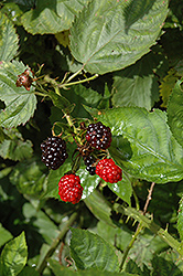 Illini Hardy Blackberry (Rubus 'Illini Hardy') at Make It Green Garden Centre