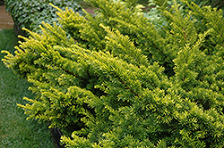 Golden Japanese Yew (Taxus cuspidata 'Aurescens') at Make It Green Garden Centre