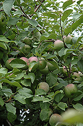 Liberty Apple (Malus 'Liberty') at Make It Green Garden Centre
