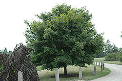 Emerald Lustre Norway Maple (Acer platanoides 'Emerald Lustre') at Make It Green Garden Centre