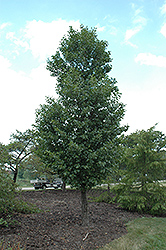 Pyramidal Common Alder (Alnus glutinosa 'Pyramidalis') at Lurvey Garden Center