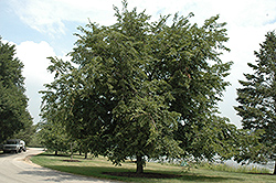 Pioneer Elm (Ulmus 'Pioneer') at Lurvey Garden Center