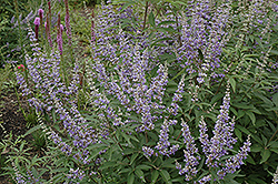 Chaste Tree (Vitex agnus-castus) at Lurvey Garden Center