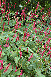 Fire Tail Fleeceflower (Persicaria amplexicaulis 'Fire Tail') at Lurvey Garden Center