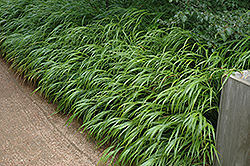 Japanese Woodland Grass (Hakonechloa macra) at Lurvey Garden Center