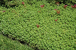 John Creech Stonecrop (Sedum spurium 'John Creech') at Make It Green Garden Centre