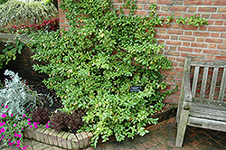 Sarcoxie Wintercreeper (Euonymus fortunei 'Sarcoxie') at Make It Green Garden Centre