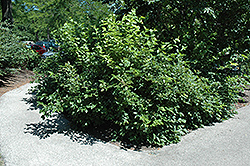 Chicago Lustre Viburnum (Viburnum dentatum 'Synnesvedt') at Make It Green Garden Centre