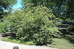 Red Alder (Alnus rugosa) at Lurvey Garden Center