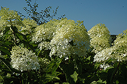 Phantom Hydrangea (Hydrangea paniculata 'Phantom') at Make It Green Garden Centre