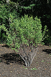 Rainbow Pillar Serviceberry (Amelanchier canadensis 'Glennform') at Lurvey Garden Center