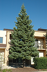 White Fir (Abies concolor) at Lurvey Garden Center