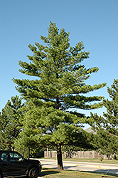 White Pine (Pinus strobus) at Lurvey Garden Center