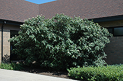 Wayfaring Tree (Viburnum lantana) at Make It Green Garden Centre