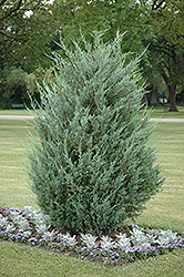 Moonglow Juniper (Juniperus scopulorum 'Moonglow') at Make It Green Garden Centre