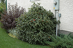 Mohican Viburnum (Viburnum lantana 'Mohican') at Make It Green Garden Centre