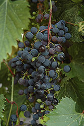 Frontenac Grape (Vitis 'Frontenac') at Make It Green Garden Centre