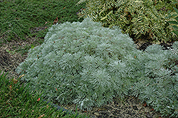 Silver Mound Artemisia (Artemisia schmidtiana 'Silver Mound') at Make It Green Garden Centre