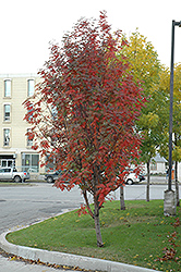 Russian Mountain Ash (Sorbus aucuparia 'Rossica') at Make It Green Garden Centre