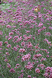 Tall Verbena (Verbena bonariensis) at Make It Green Garden Centre